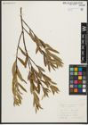 Foto von Salix purpurea subsp. purpurea L.